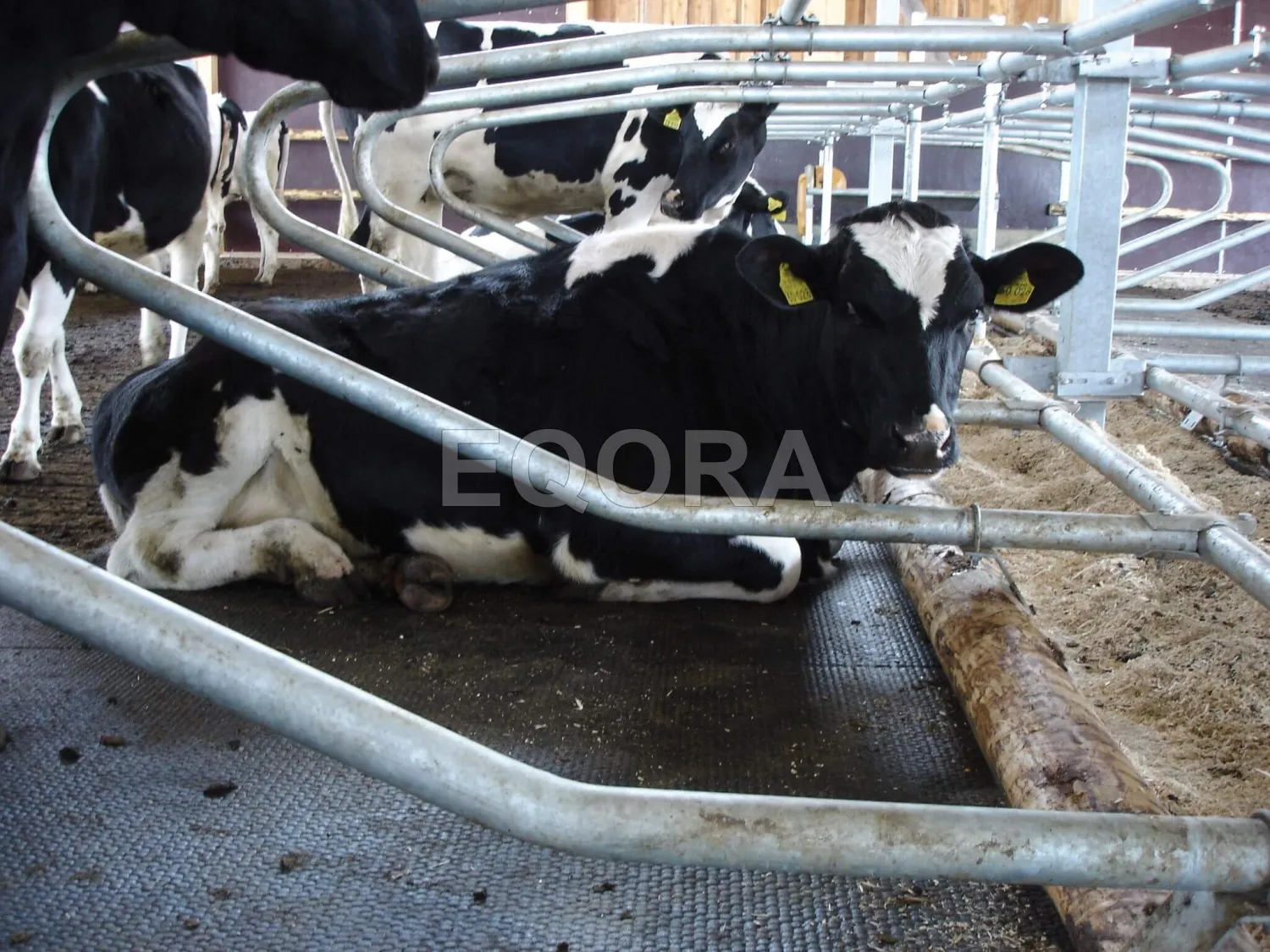 Резиновые маты из крошки для коров и КРС в Орехово-Зуево